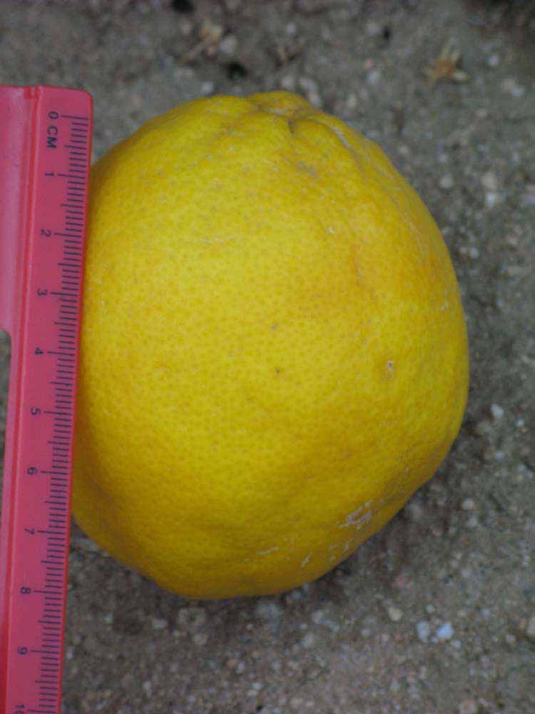            Fruit (Riverside, CA)   